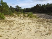 NL, Noord-Brabant, Vught, Loonse en Drunense Duinen 4, Saxifraga-Roel Meijer  Small sanddrift in forest : forest, nature natural, nature reserve, rural landscape, sand, sanddrift, sandypine, tree, trees, wood