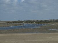 NL, Noord-Holland, Texel, De Slufter 58, Saxifraga-Willem van Kruijsbergen