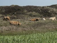 NL, Noord-Holland, Texel, Groote Vlak 5, Saxifraga-Willem van Kruijsbergen