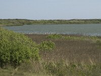 NL, Noord-Holland, Texel, Horsmeer 4, Saxifraga-Jan van der Straaten