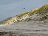 NL, Noord-Holland, Texel, Paal 11 2, Saxifraga-Foto Fitis-Sytske Dijksen