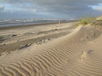 NL, Noord-Holland, Texel, Paal 11 5, Saxifraga-Foto Fitis-Sytske Dijksen