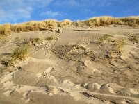NL, Noord-Holland, Texel, Paal 11 7, Saxifraga-Foto Fitis-Sytske Dijksen