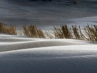 NL, Noord-Holland, Texel, Paal 12 18, Saxifraga-Foto Fitis-Sytske Dijksen