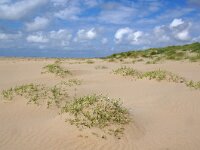 NL, Noord-Holland, Texel, Paal 8 16, Saxifraga-Foto Fitis-Sytske Dijksen