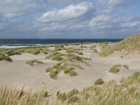 NL, Noord-Holland, Texel, Paal 8 19, Saxifraga-Foto Fitis-Sytske Dijksen