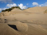NL, Noord-Holland, Texel, Paal 8 30, Saxifraga-Foto Fitis-Sytske Dijksen