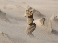 NL, Noord-Holland, Texel, Paal 9 67, Saxifraga-Foto Fitis-Sytske Dijksen