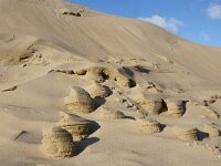 NL, Noord-Holland, Texel, paal 16 3, Saxifraga-Foto Fitis-Sytske Dijksen