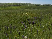 NL, Noord-Holland, Zijpe, Zwanenwater 8, Saxifraga-Jan van der Straaten