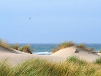 NL, Noord-Holland, Bergen, Camperduin 1, Saxifraga-Dirk Hilbers