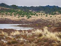 NL, Noord-Holland, Bergen, Schoorl 10, Saxifraga-Dirk Hilbers