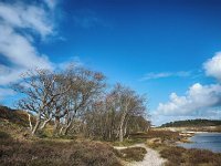 NL, Noord-Holland, Bergen, Schoorl 9, Saxifraga-Dirk Hilbers