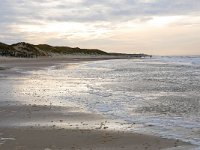 NL, Noord-Holland, Bergen, Schoorlse Duinen 6, Saxifraga-Tom Heijnen