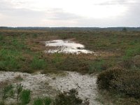 NL, Noord-Holland, Bergen, Schoorlse Duinen 7, Saxifraga-Tom Heijnen