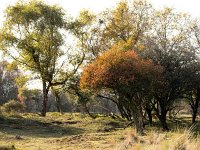 NL, Noord-Holland, Bloemendaal, Amsterdamse Waterleidingduinen 2, Saxifraga-Bart Vastenhouw