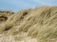 NL, Noord-Holland, Castricum, Noord-Hollands Duinreservaat, Castricum aan Zee 2, Saxifraga-Jan van der Straaten