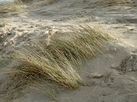 NL, Noord-Holland, Castricum, Noord-Hollands Duinreservaat, Castricum aan Zee 3, Saxifraga-Jan van der Straaten