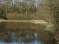 NL, Noord-Holland, Castricum, Noord-Hollands Duinreservaat, Schapenweg 4, Saxifraga-Jan van der Straaten