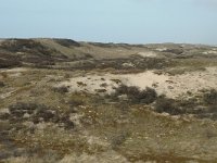 NL, Noord-Holland, Castricum, Noord-Hollands Duinreservaat, Vogelduin 1, Saxifraga-Jan van der Straaten