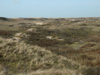 NL, Noord-Holland, Castricum, Noord-Hollands Duinreservaat, Vogelduin 3, Saxifraga-Jan van der Straaten