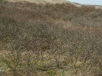 NL, Noord-Holland, Castricum, Noord-Hollands Duinreservaat, Vogelduin 4, Saxifraga-Jan van der Straaten