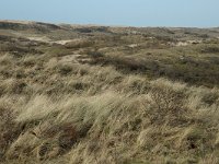 NL, Noord-Holland, Castricum, Noord-Hollands Duinreservaat, Vogelduin 5, Saxifraga-Jan van der Straaten