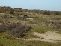 NL, Noord-Holland, Castricum, Noord-Hollands Duinreservaat, Vogelduin 7, Saxifraga-Jan van der Straaten