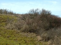 NL, Noord-Holland, Castricum, Noord-Hollands Duinreservaat, Vogelduin 8, Saxifraga-Jan van der Straaten