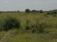 NL, Noord-Holland, Castricum, Noordhollands duinreservaat 10, Saxifraga-Willem van Kruijsbergen