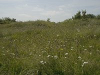 NL, Noord-Holland, Castricum, Noordhollands duinreservaat 11, Saxifraga-Willem van Kruijsbergen