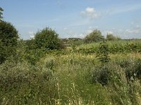 NL, Noord-Holland, Castricum, Noordhollands duinreservaat 16, Saxifraga-Willem van Kruijsbergen