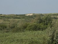 NL, Noord-Holland, Castricum, Noordhollands duinreservaat 19, Saxifraga-Willem van Kruijsbergen