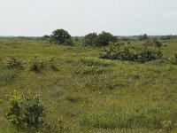 NL, Noord-Holland, Castricum, Noordhollands duinreservaat 3, Saxifraga-Willem van Kruijsbergen