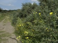 NL, Noord-Holland, Castricum, Noordhollands duinreservaat 6, Saxifraga-Willem van Kruijsbergen