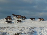 NL, Noord-Holland, Texel 2, Foto Fitis-Sytske Dijksen