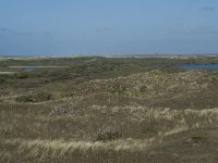 NL, Noord-Holland, Texel, Bertusnol 6, Saxifraga-Willem van Kruijsbergen