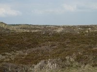 NL, Noord-Holland, Texel, Bollekamer 31, Saxifraga-Willem van Kruijsbergen