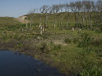 NL, Noord-Holland, Texel, Bollekamer 8, Saxifraga-Jan van der Straaten