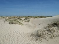 NL, Noord-Holland, Texel, De Hors 36, Saxifraga-Willem van Kruijsbergen