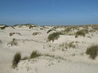 NL, Noord-Holland, Texel, De Hors 41, Saxifraga-Willem van Kruijsbergen