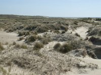 NL, Noord-Holland, Texel, De Hors 47, Saxifraga-Willem van Kruijsbergen