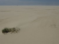 NL, Noord-Holland, Texel, De Hors 8, Saxifraga-Jan van der Straaten