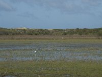 NL, Noord-Holland, Texel, De Muy 15, Saxifraga-Willem van Kruijsbergen