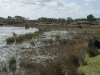 NL, Noord-Holland, Texel, De Muy 2, Saxifraga-Willem van Kruijsbergen