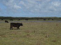 NL, Noord-Holland, Texel, De Muy 22, Saxifraga-Willem van Kruijsbergen