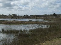 NL, Noord-Holland, Texel, De Muy 4, Saxifraga-Willem van Kruijsbergen