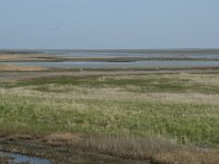 NL, Noord-Holland, Texel, De Schorren 2, Saxifraga-Willem van Kruijsbergen