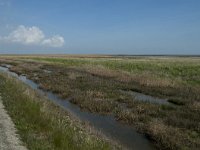 NL, Noord-Holland, Texel, De Schorren 5, Saxifraga-Willem van Kruijsbergen