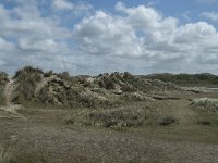 NL, Noord-Holland, Texel, De Slufter 50, Saxifraga-Willem van Kruijsbergen